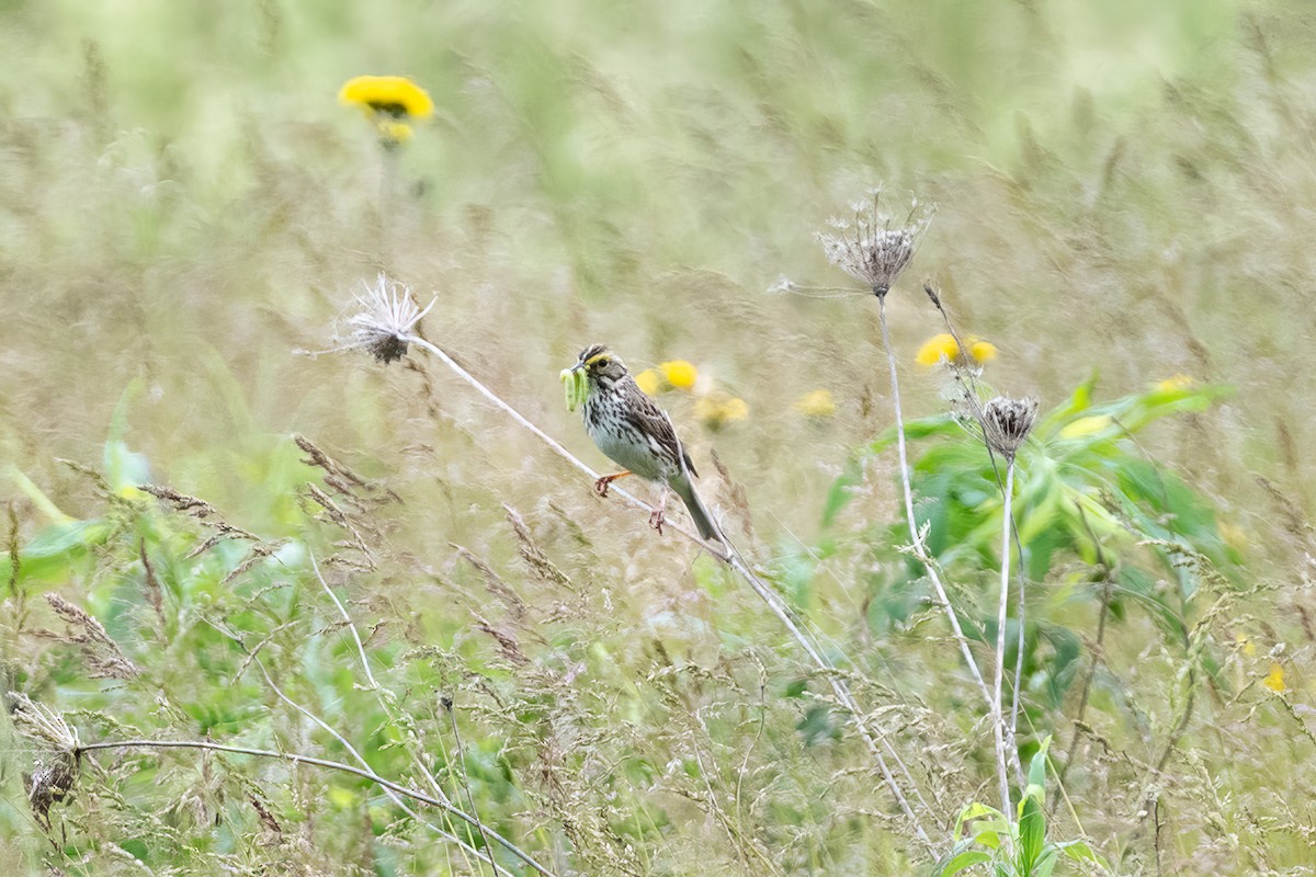 Savannah Sparrow - Stephen Barten