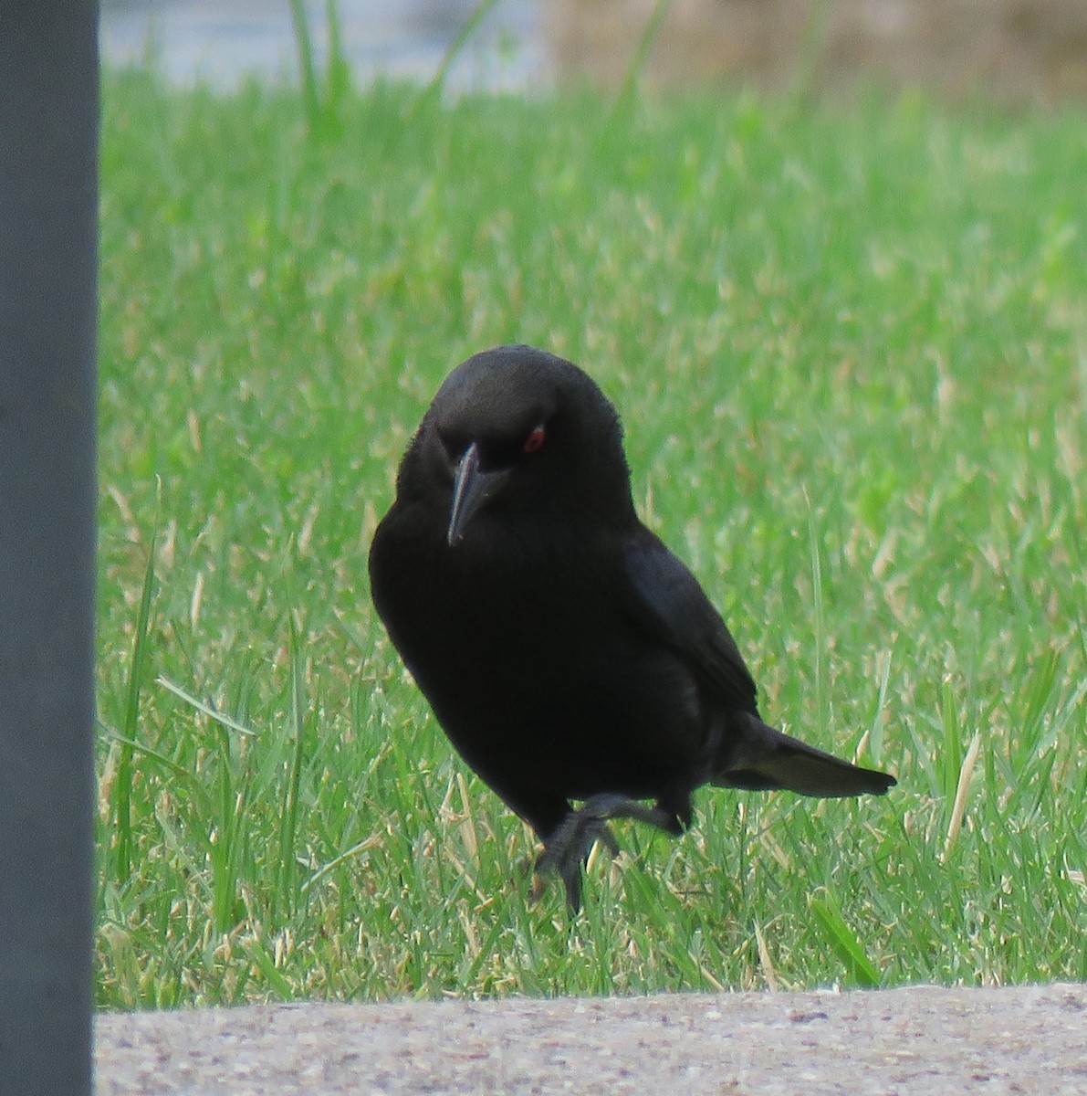 Bronzed Cowbird - Mike Major