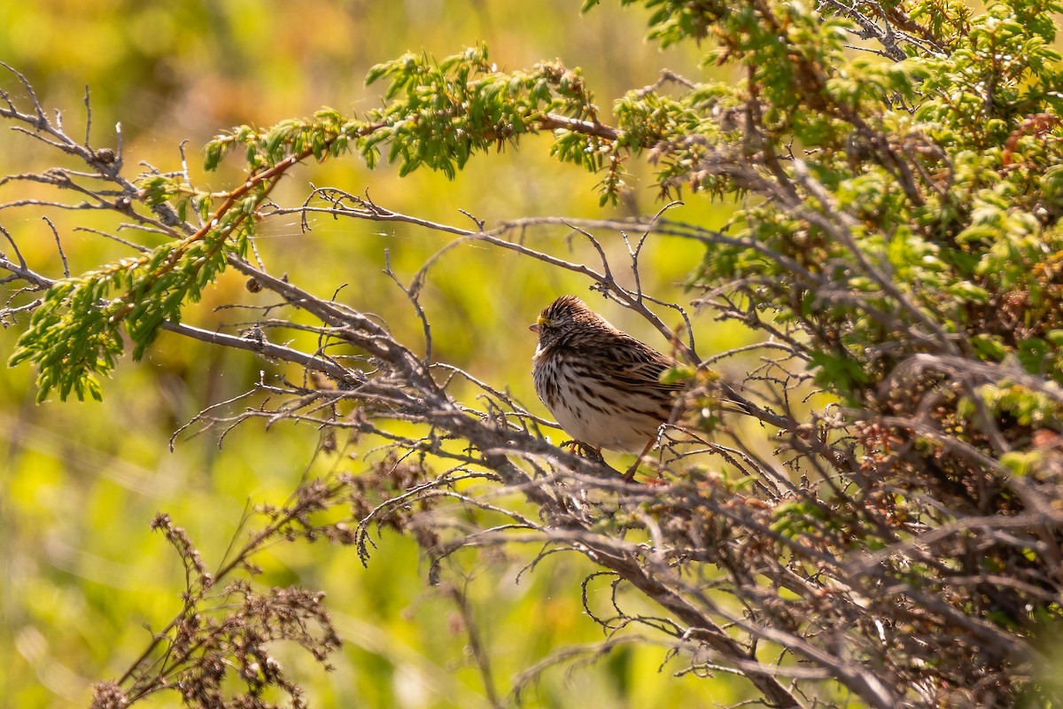 Savannah Sparrow - Darryl Ryan