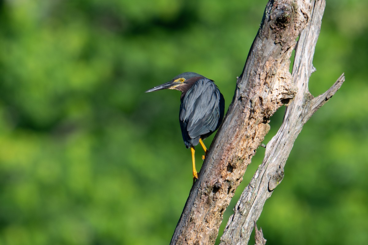 Green Heron - ML619541094