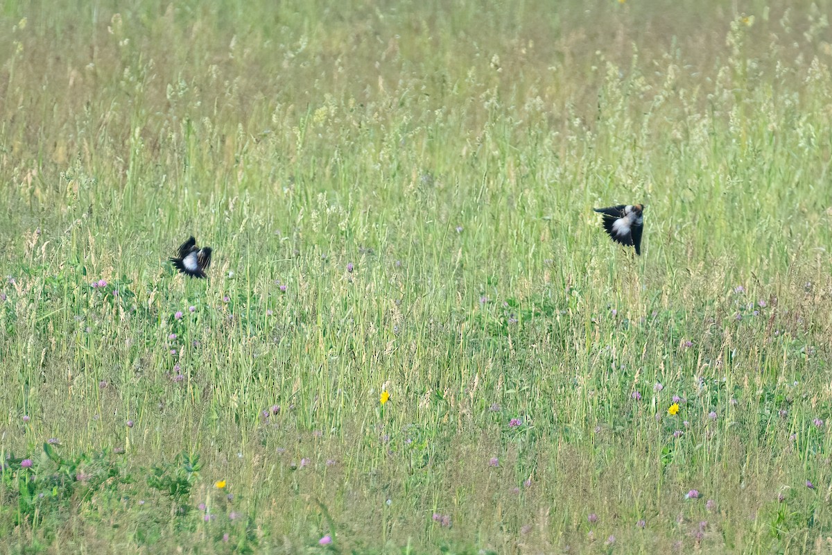 Bobolink - Stephen Barten