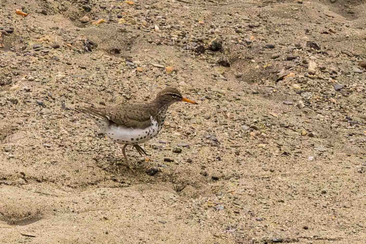 Spotted Sandpiper - ML619541100