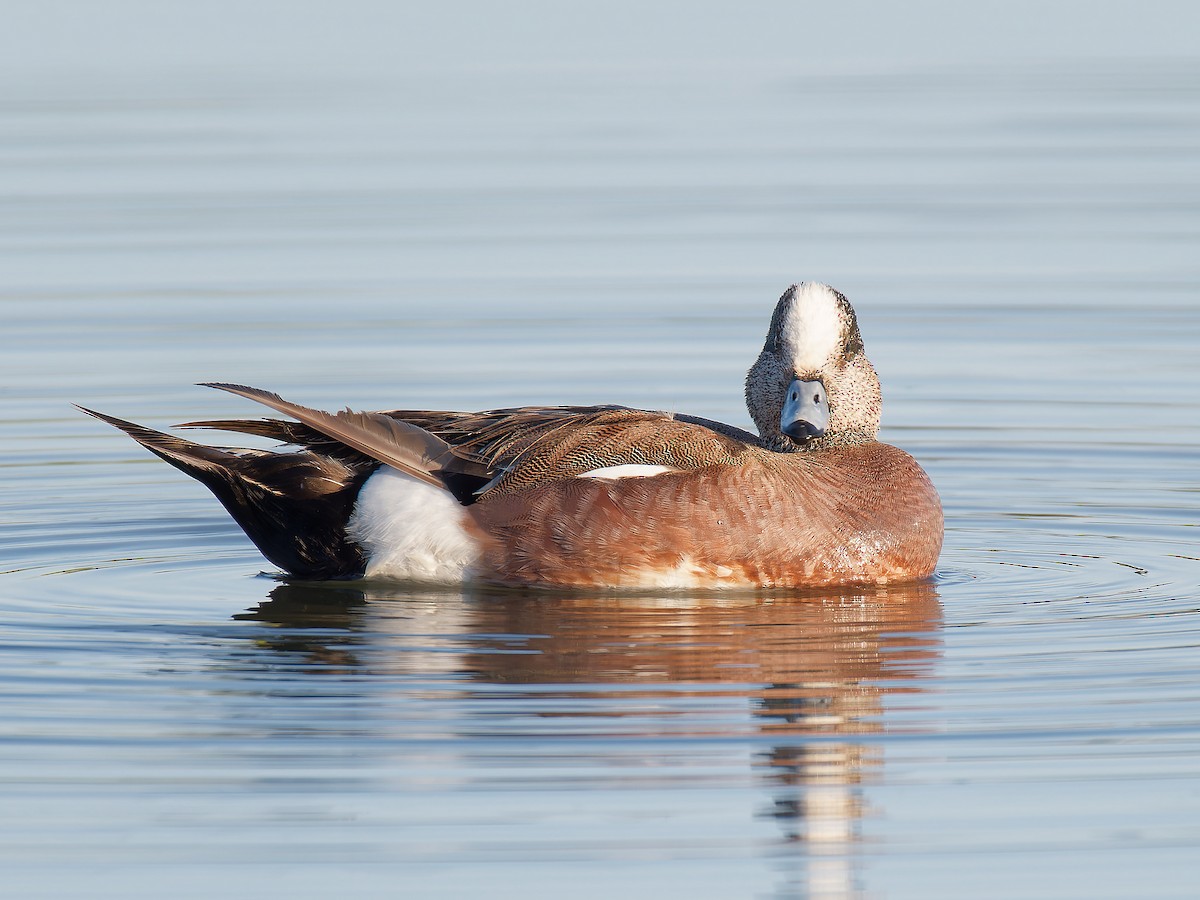 American Wigeon - Pierre Deviche