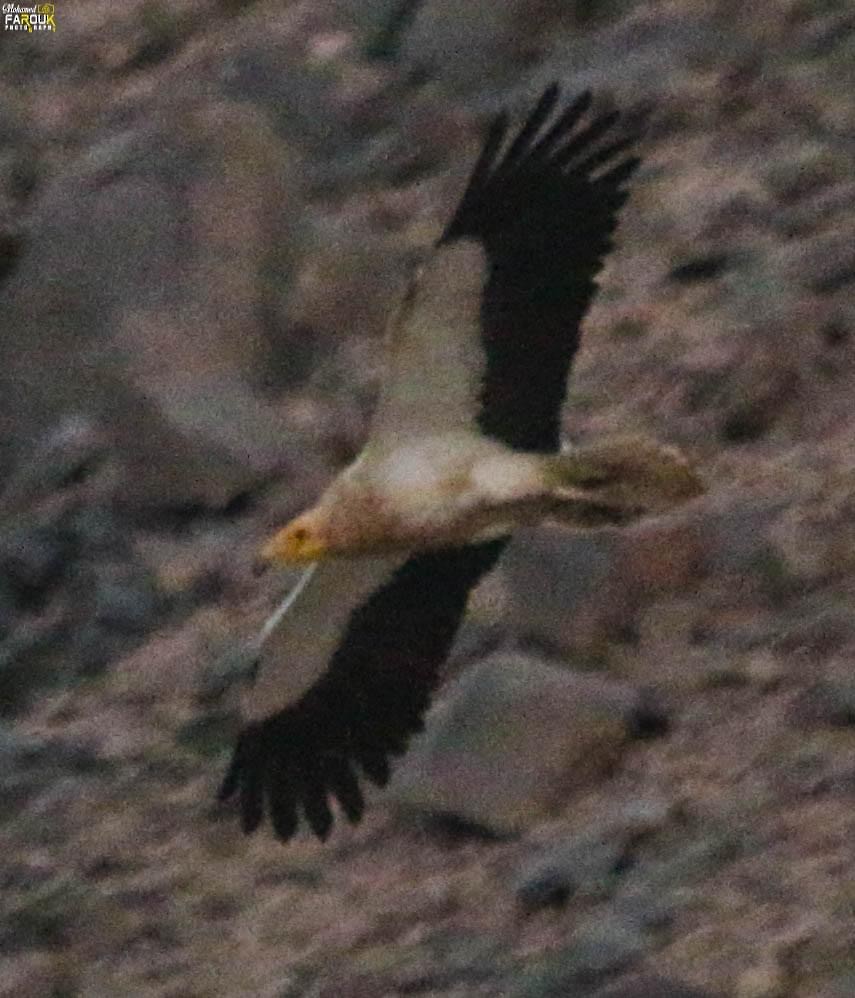 Egyptian Vulture - ML619541104