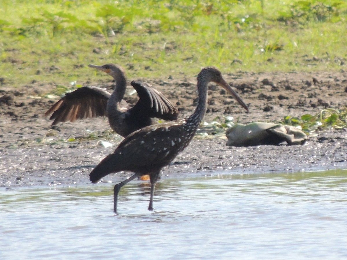 Limpkin - Roger Lambert