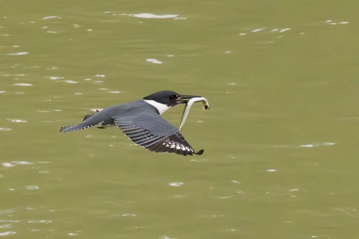 Belted Kingfisher - Scott Fischer