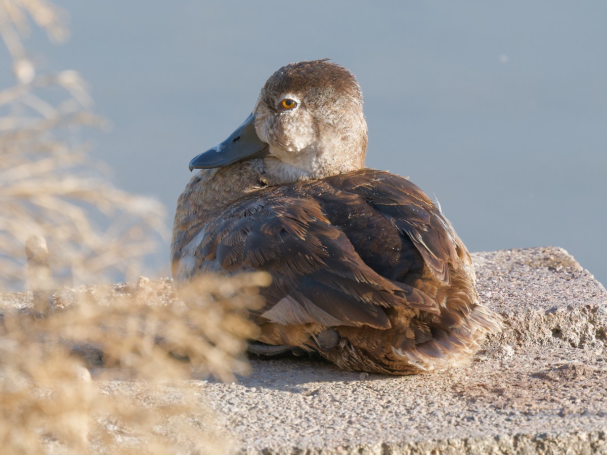 Ring-necked Duck - Pierre Deviche