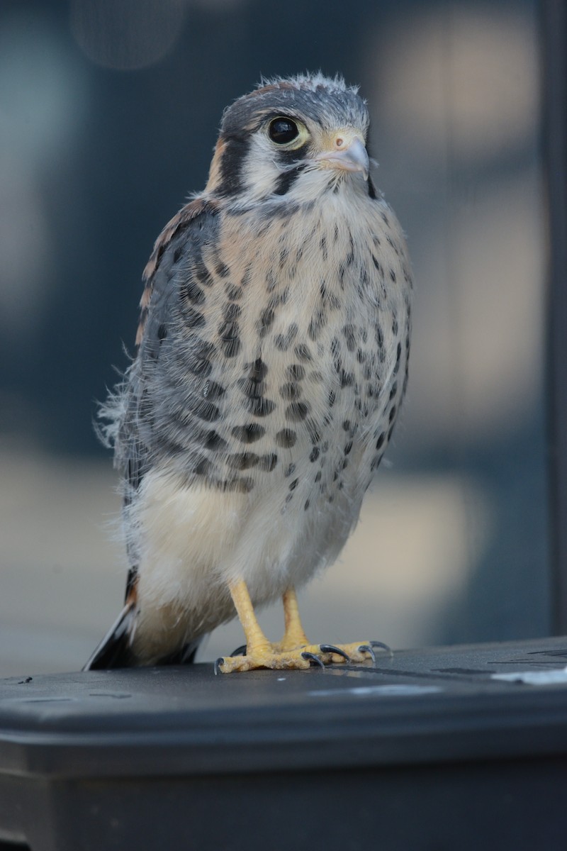 American Kestrel - Mark Field