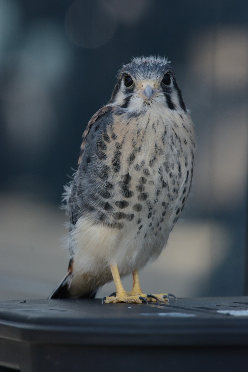 American Kestrel - Mark Field