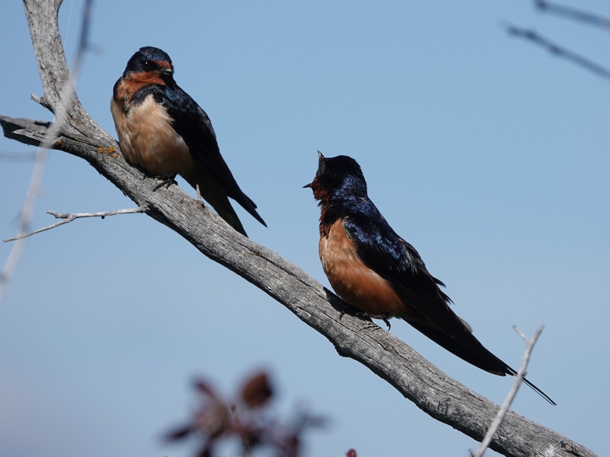 Barn Swallow - Danette Henderson