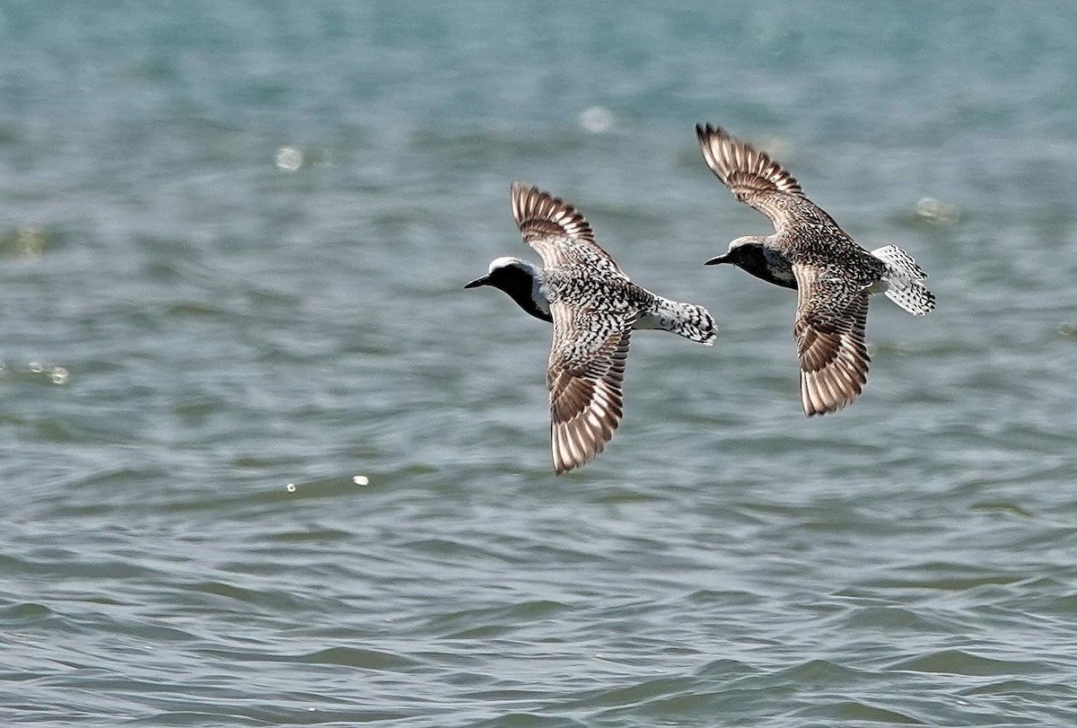 Black-bellied Plover - Mike Burkoski