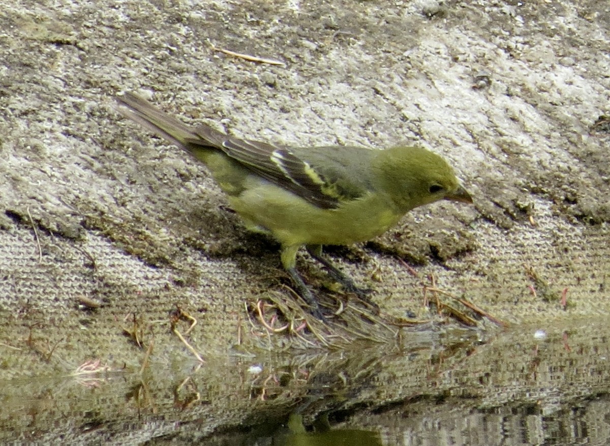 Western Tanager - ML619541119