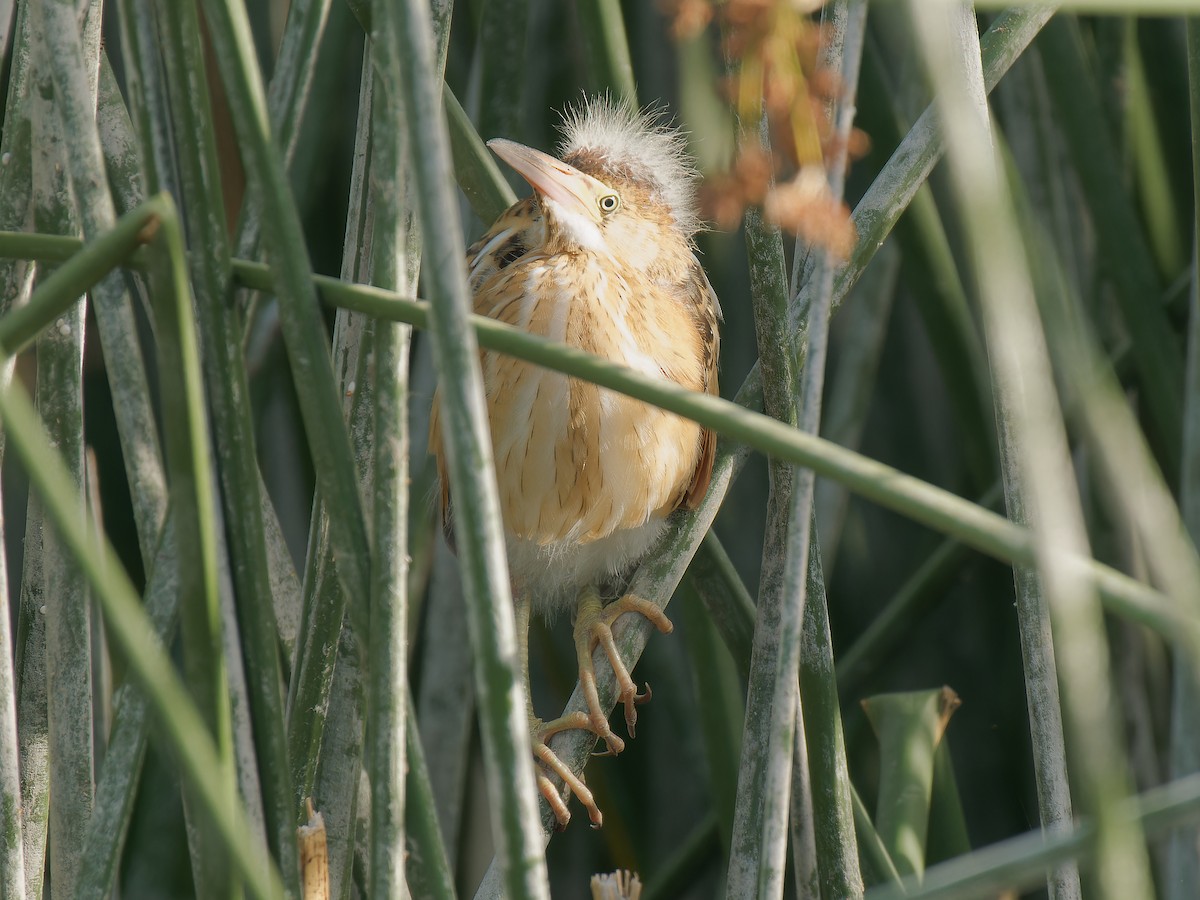 Least Bittern - Pierre Deviche