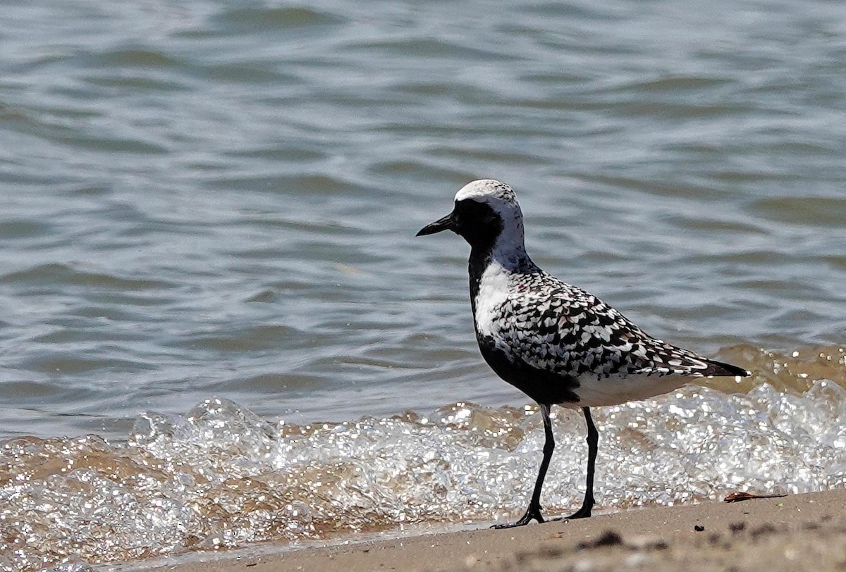 Black-bellied Plover - Mike Burkoski