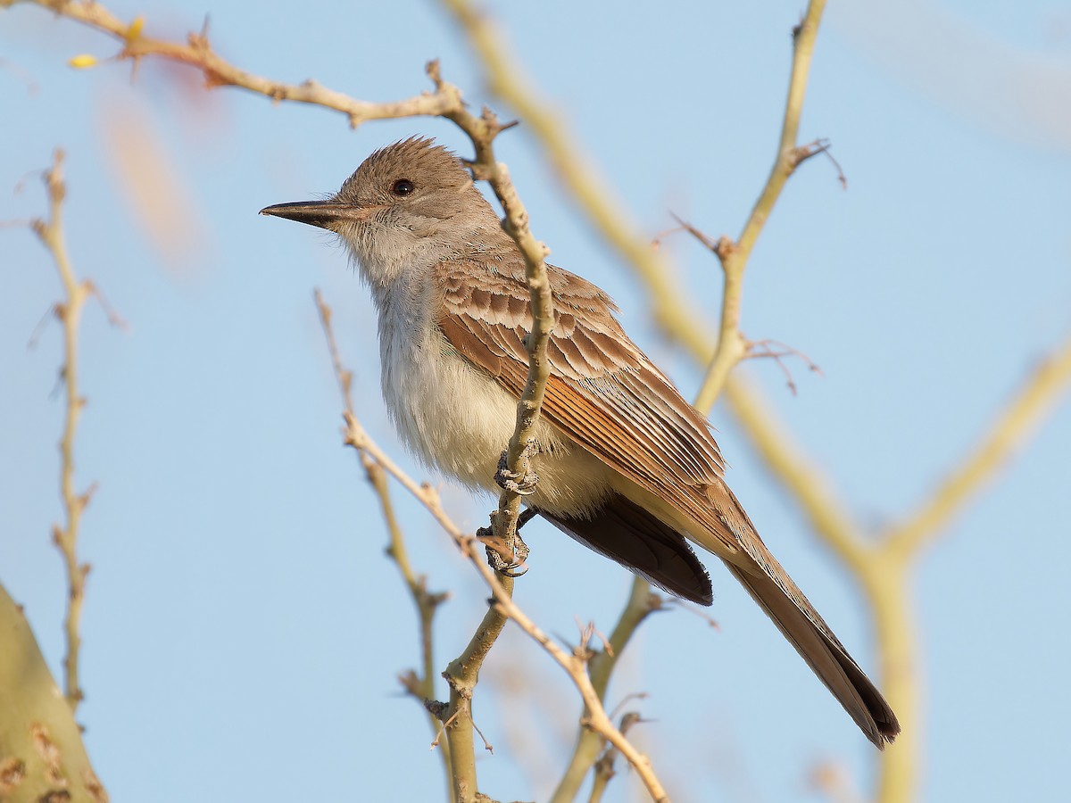 Ash-throated Flycatcher - Pierre Deviche