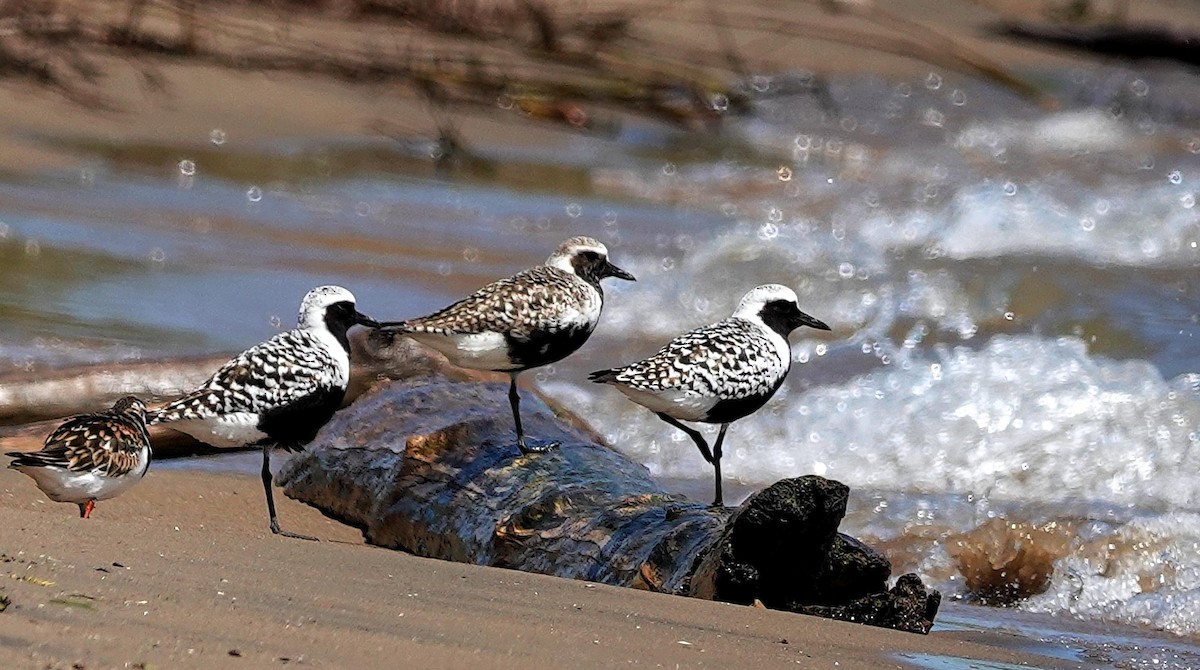 Black-bellied Plover - Mike Burkoski