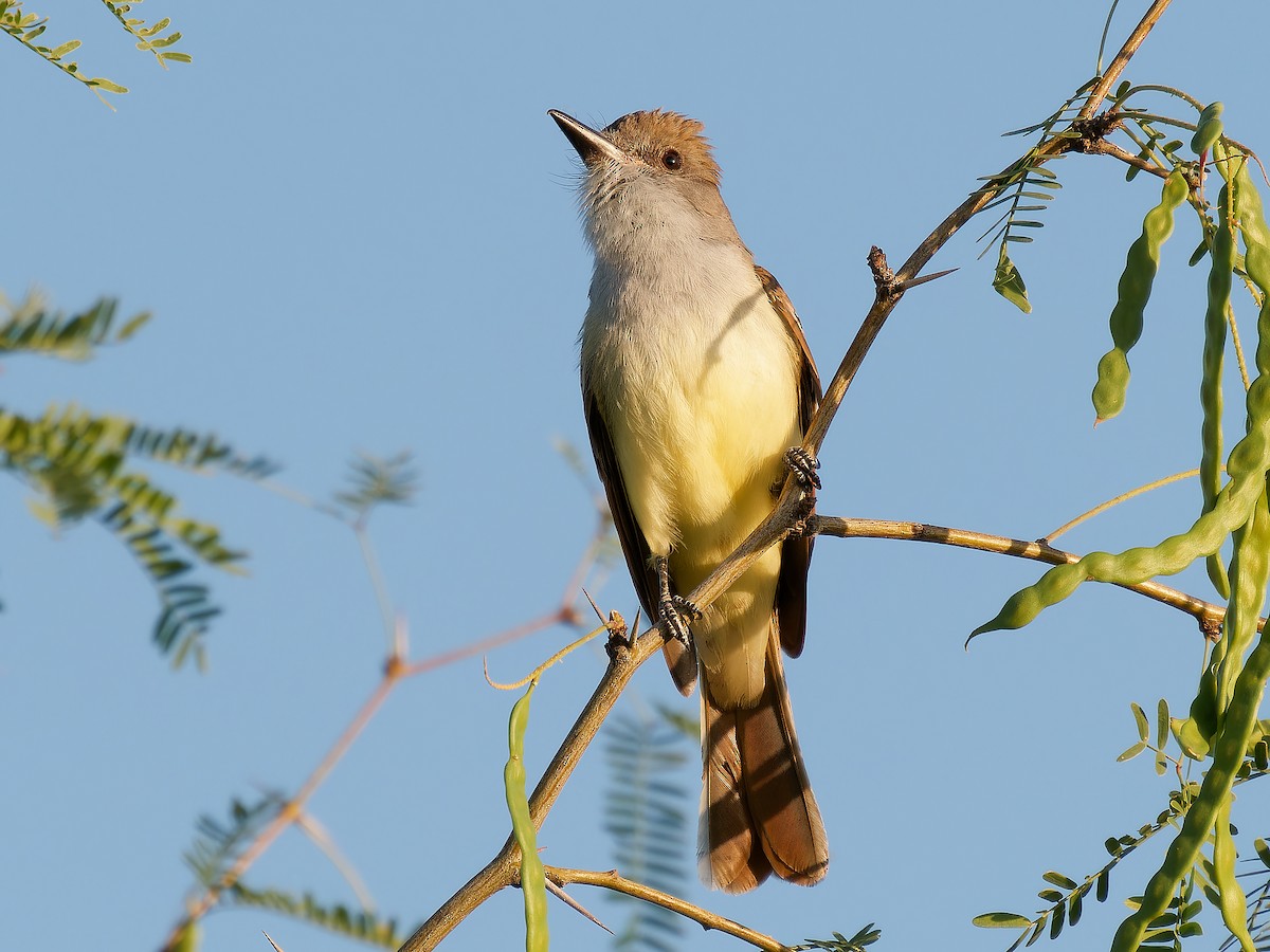 Brown-crested Flycatcher - ML619541136