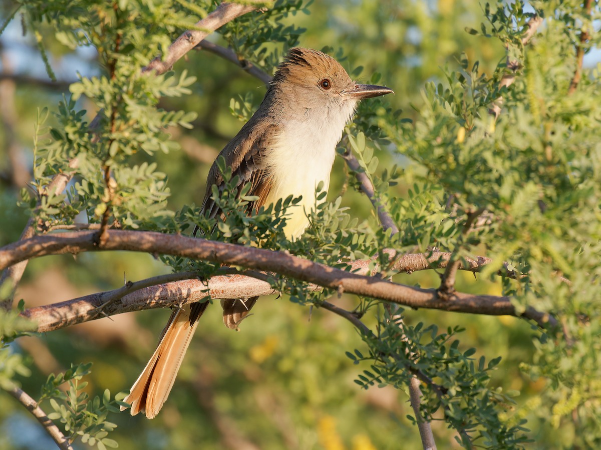 Brown-crested Flycatcher - ML619541137