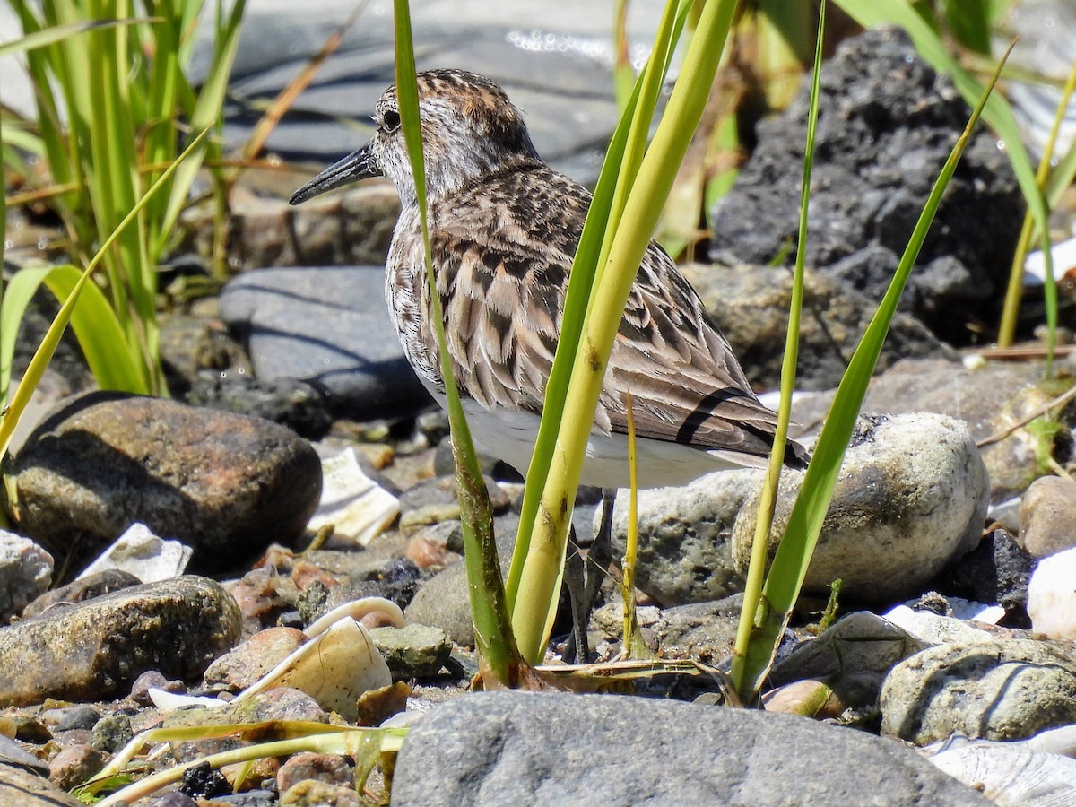 Semipalmated Sandpiper - Lisa Schibley