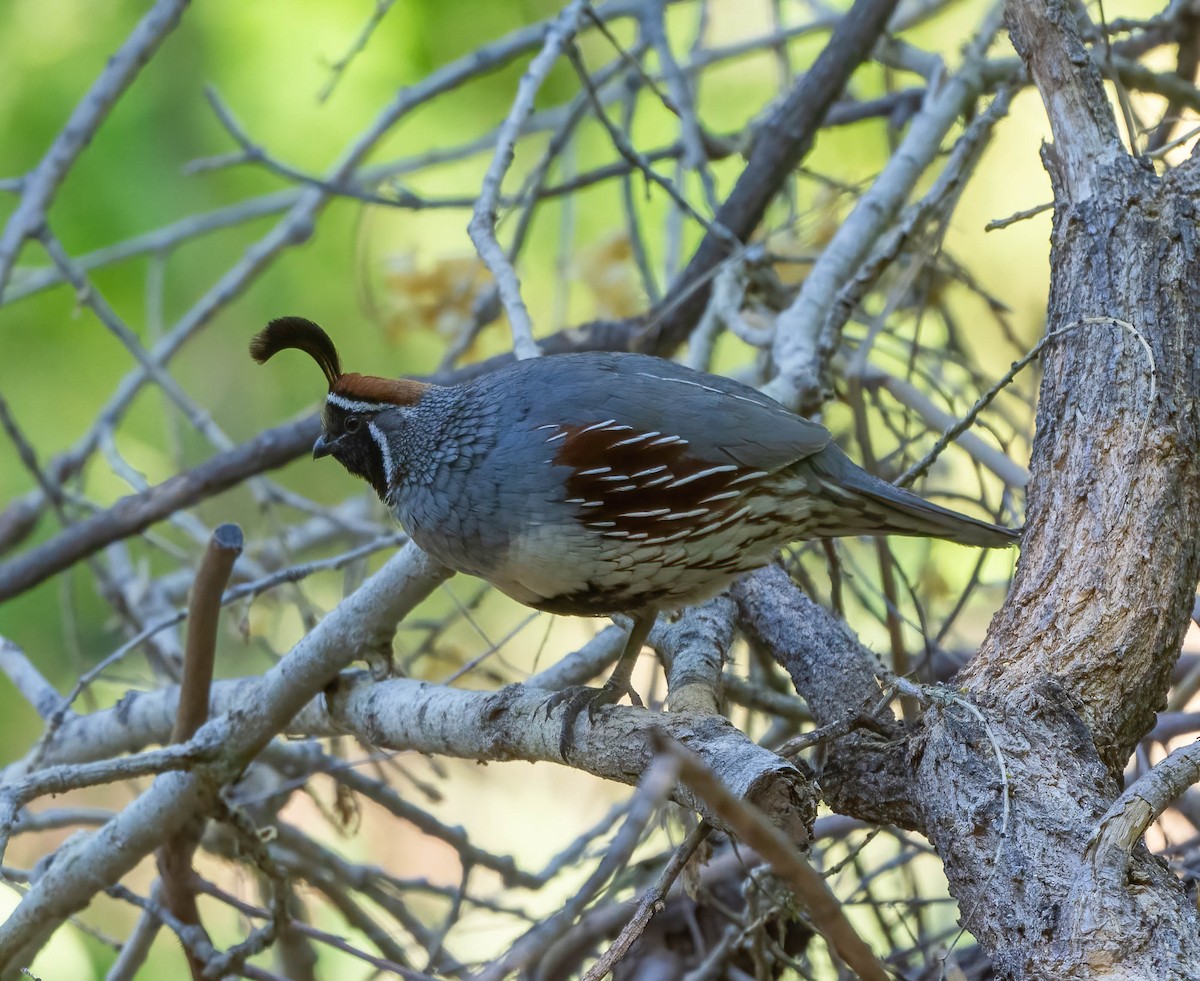 Gambel's Quail - Eric Bodker