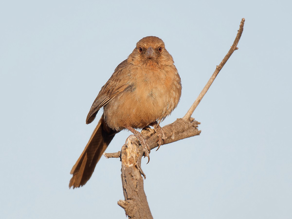 Abert's Towhee - Pierre Deviche