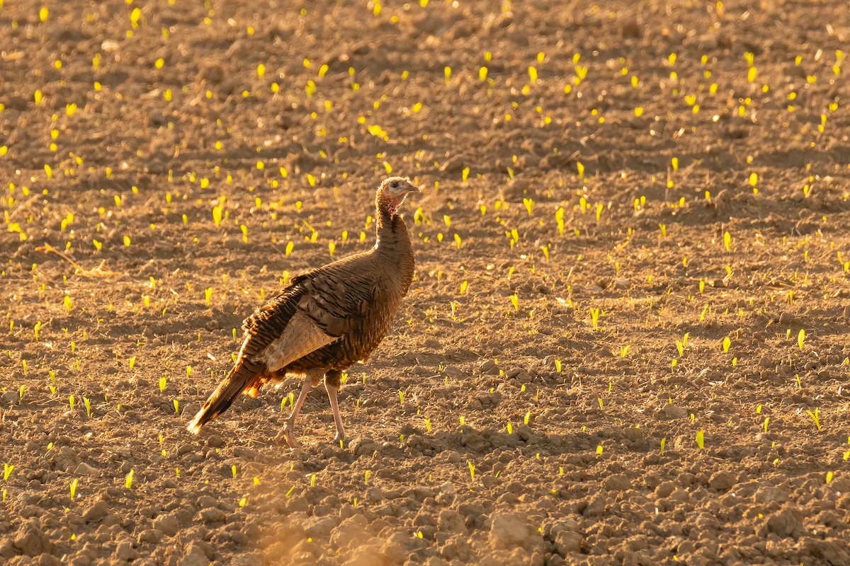 Wild Turkey - Darryl Ryan