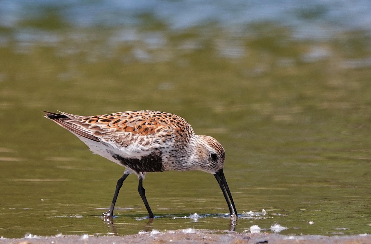 Dunlin - Mike Burkoski