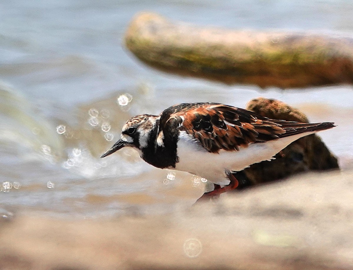 Ruddy Turnstone - Mike Burkoski