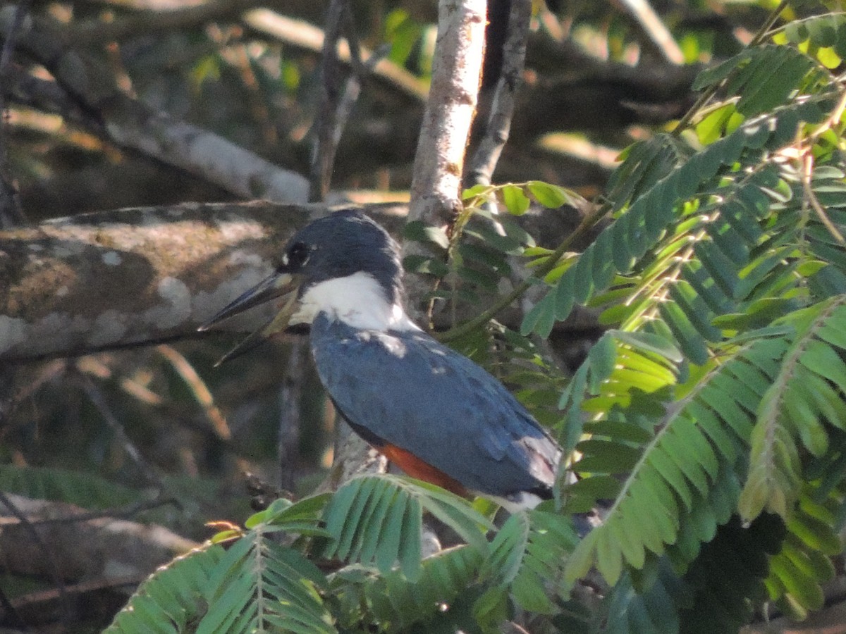 Ringed Kingfisher - Roger Lambert