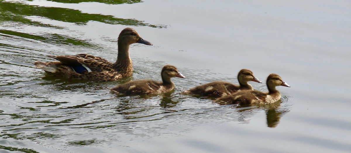 Mallard - Randy Shonkwiler