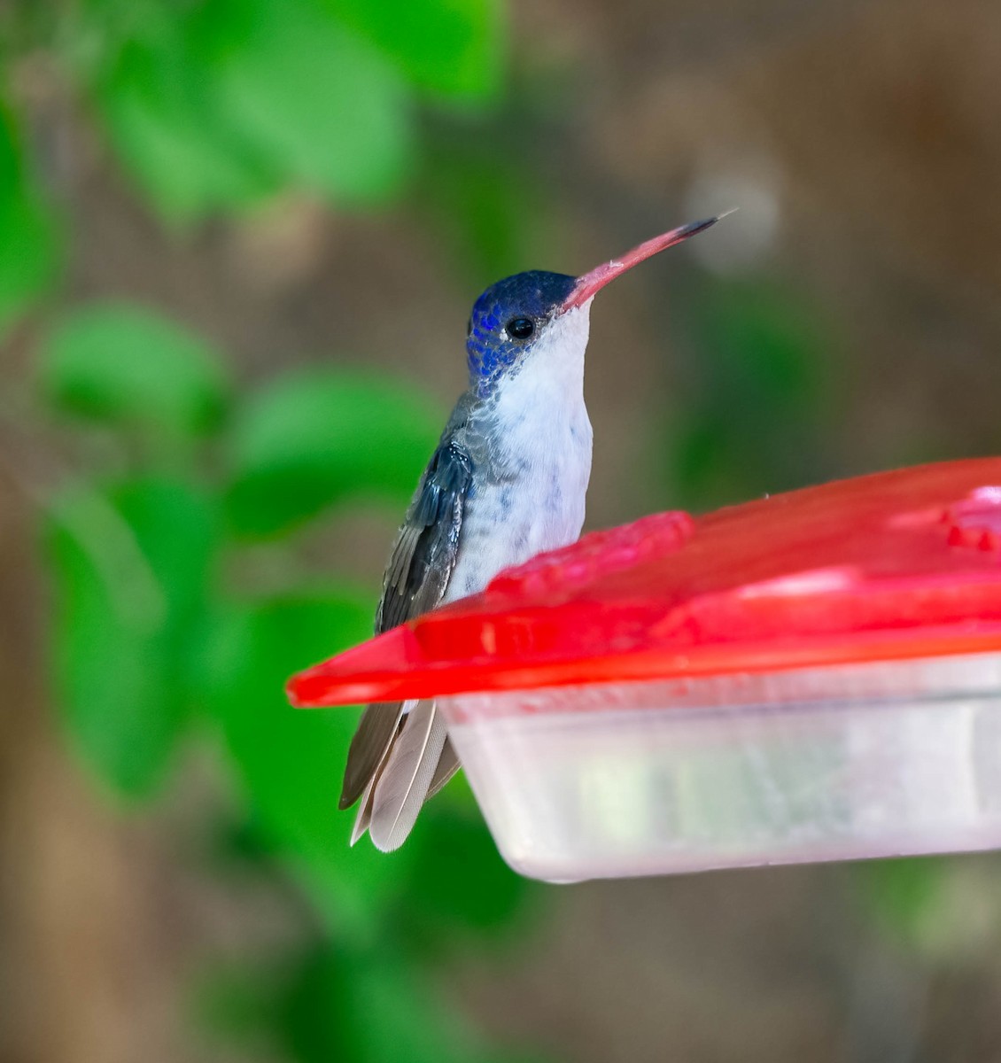 Violet-crowned Hummingbird - Eric Bodker