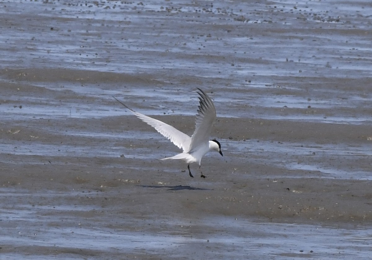 Gull-billed Tern - James White