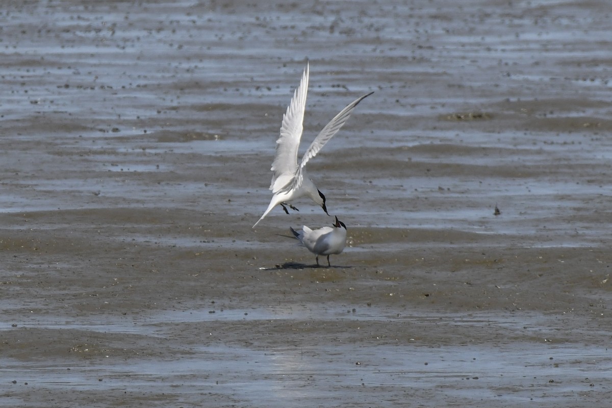 Gull-billed Tern - James White