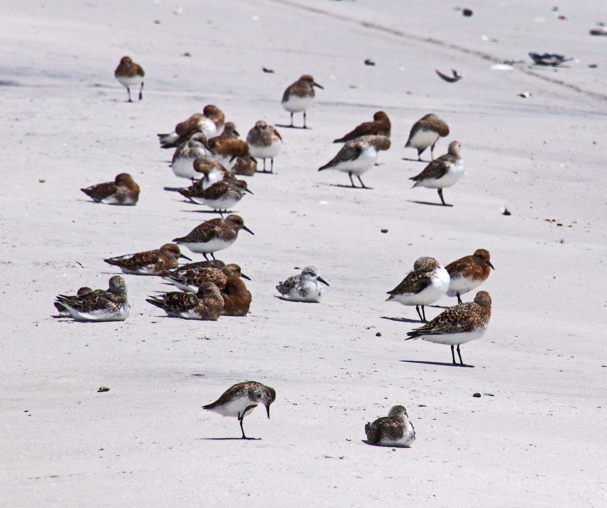 Sanderling - Tom Nolan