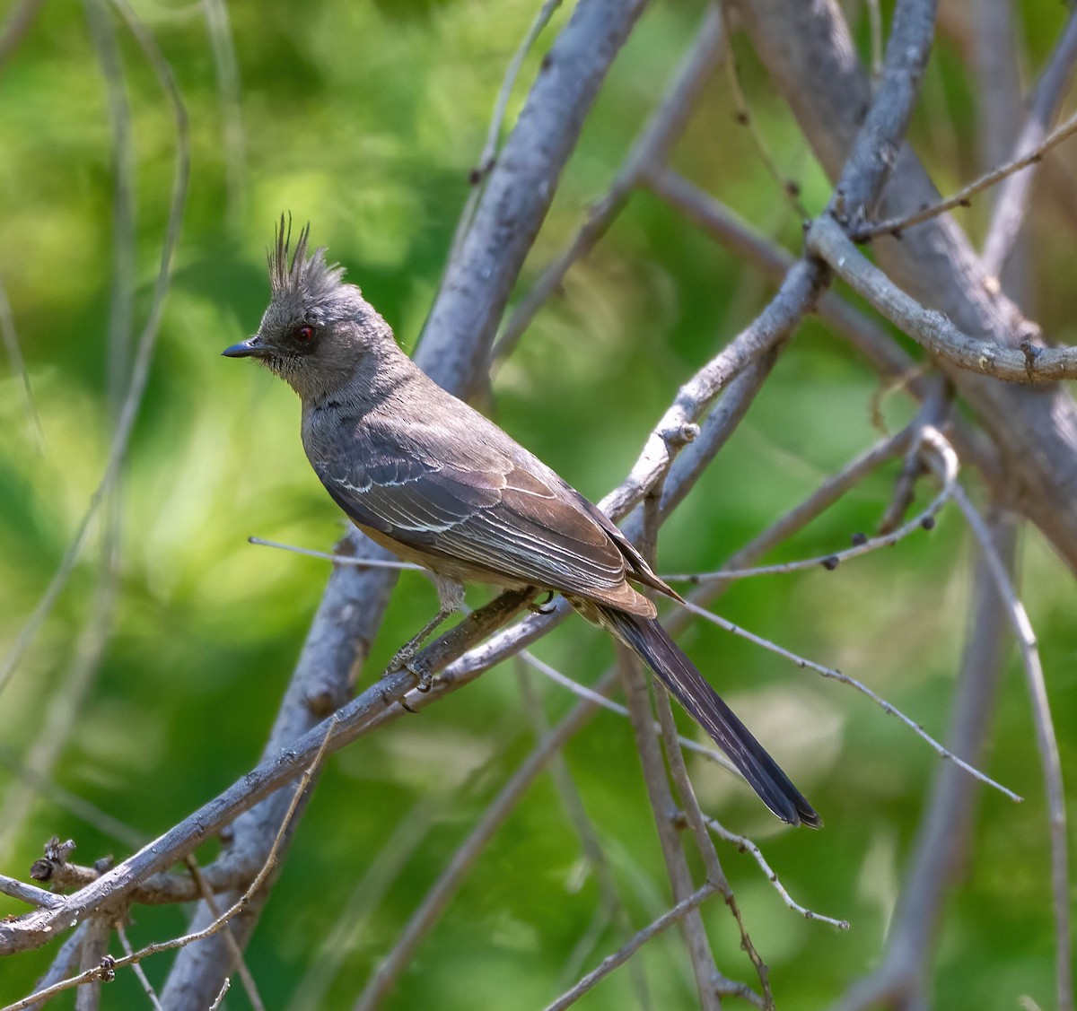 Phainopepla - Eric Bodker