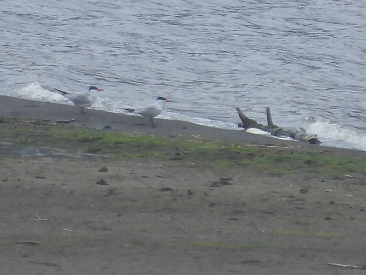 Caspian Tern - Suzy Wright