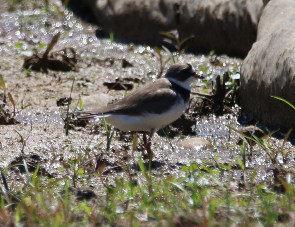 Semipalmated Plover - ML619541185
