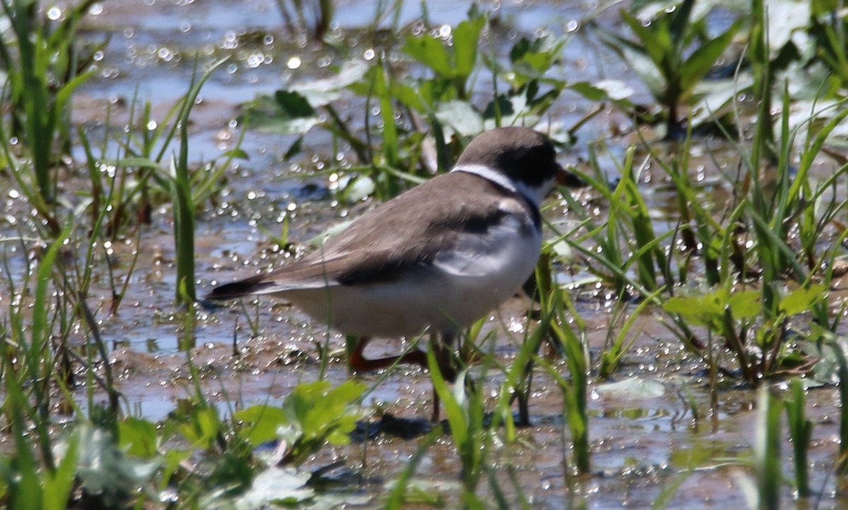 Semipalmated Plover - ML619541186