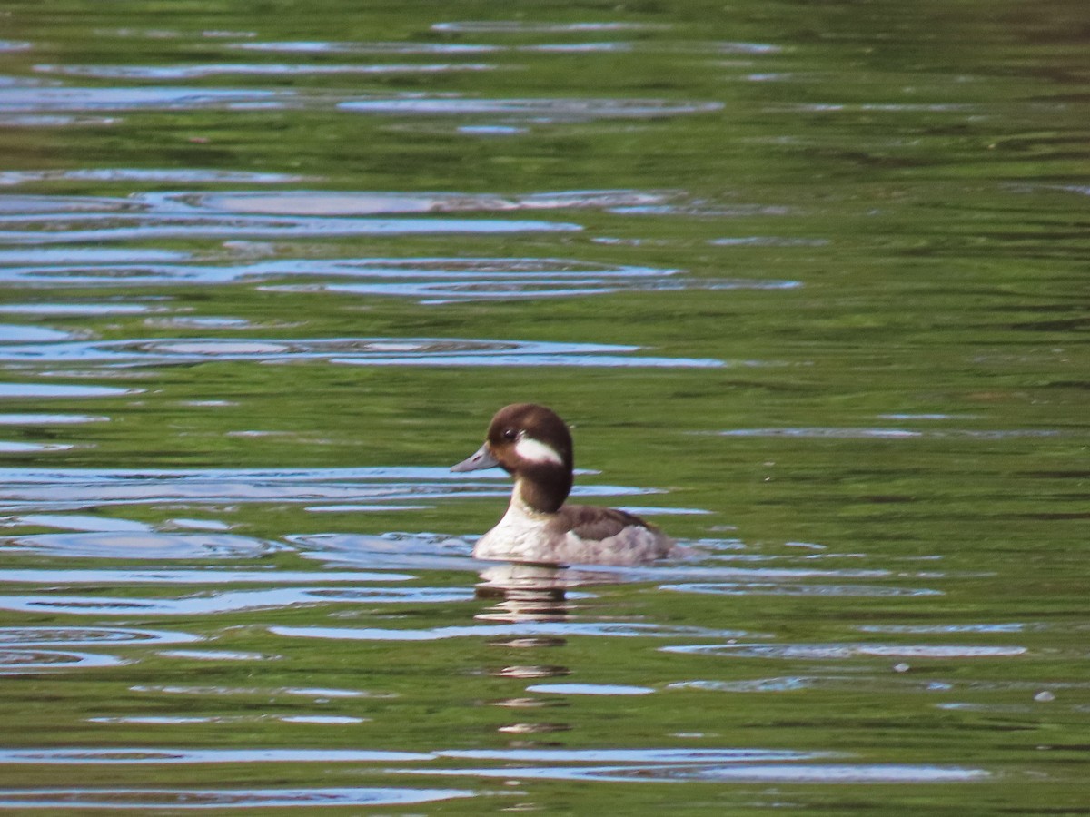 Bufflehead - Tom Edell