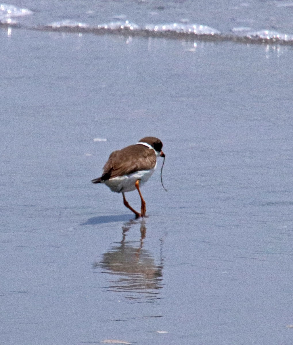 Semipalmated Plover - Tom Nolan