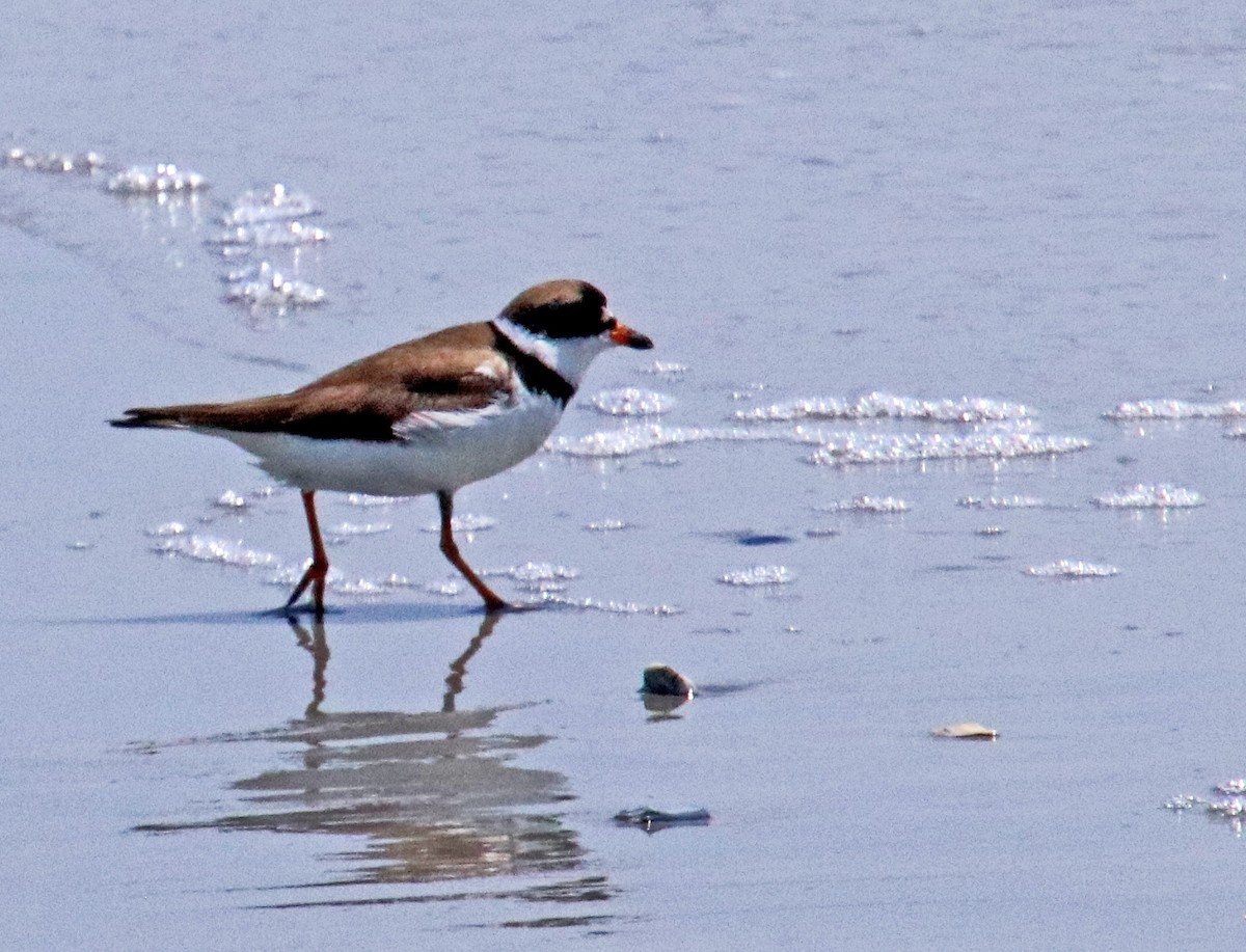 Semipalmated Plover - Tom Nolan