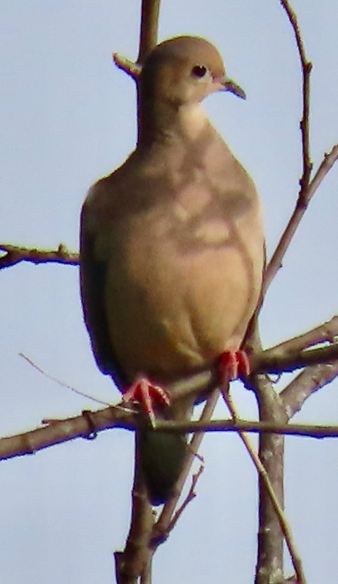 Mourning Dove - ML619541194