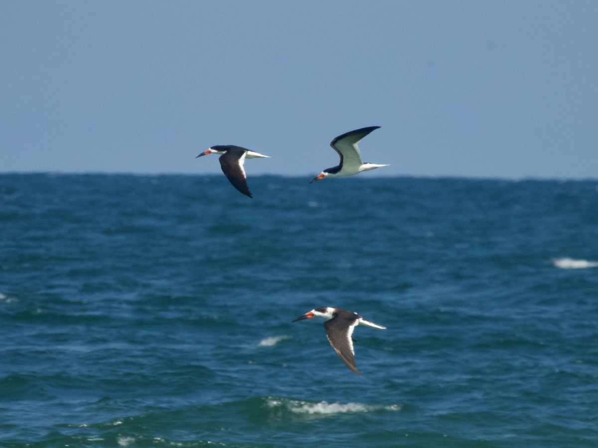 Black Skimmer - Timothy Akin