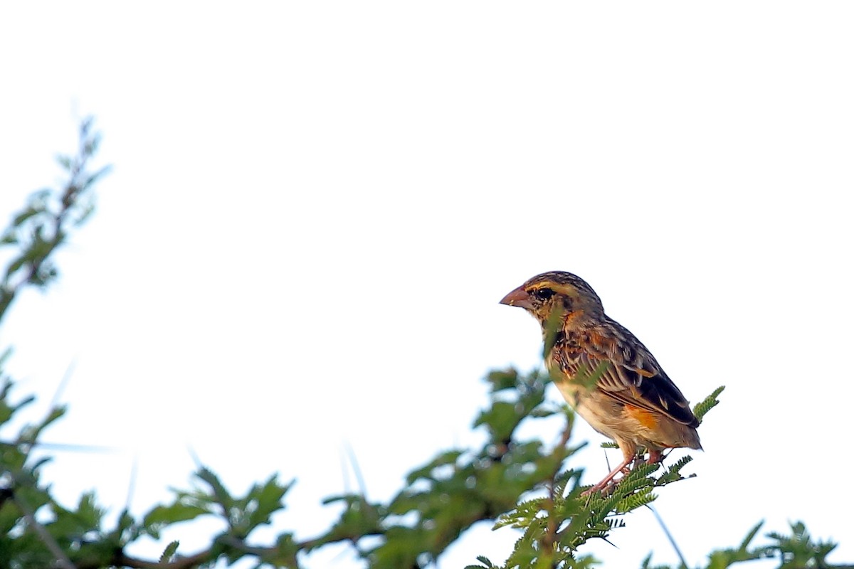 Zanzibar Red Bishop - Zbigniew Swiacki