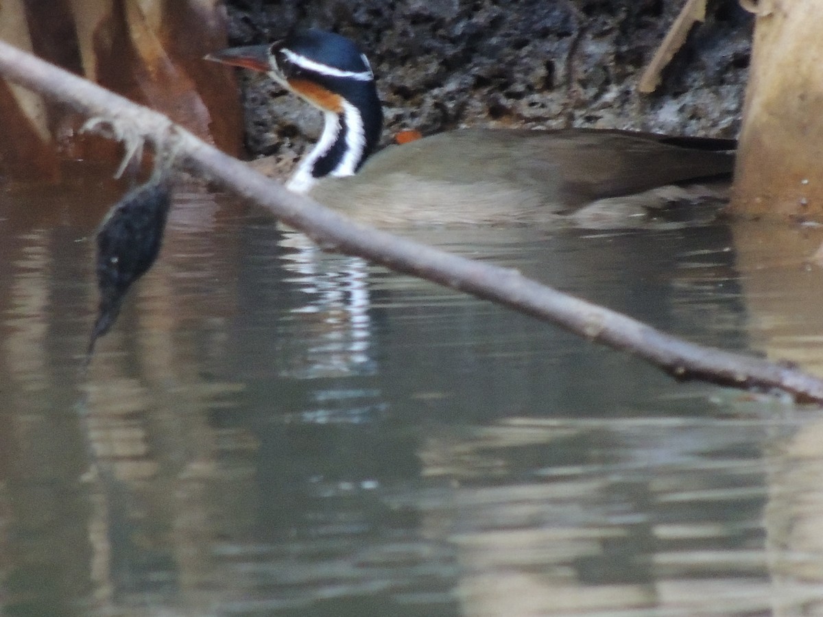 Sungrebe - Roger Lambert