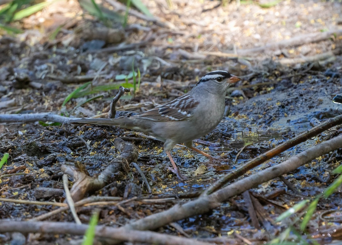 White-crowned Sparrow - Eric Bodker