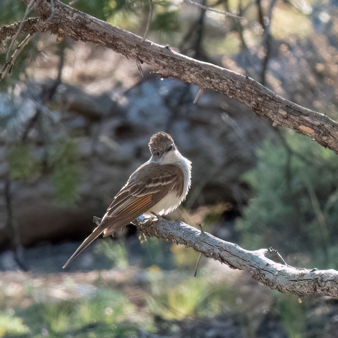 Tyran à gorge cendrée - ML619541226