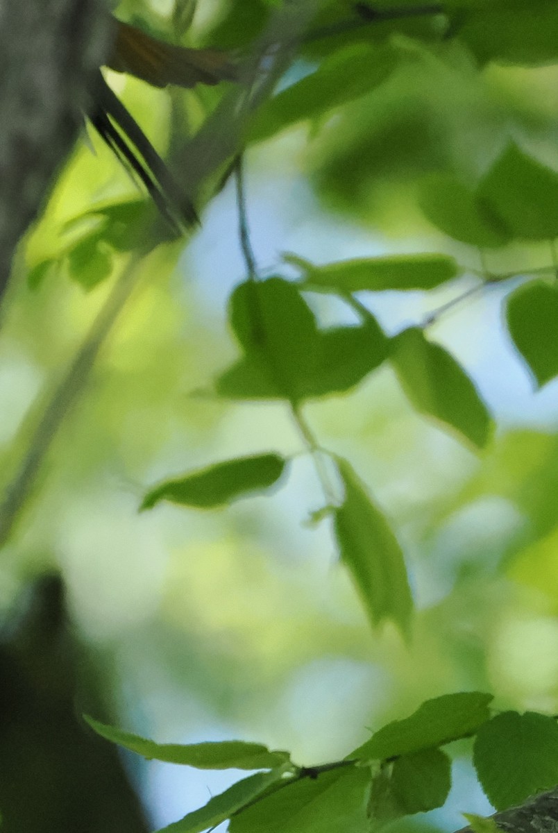 Yellow-billed Cuckoo - Evan Schumann