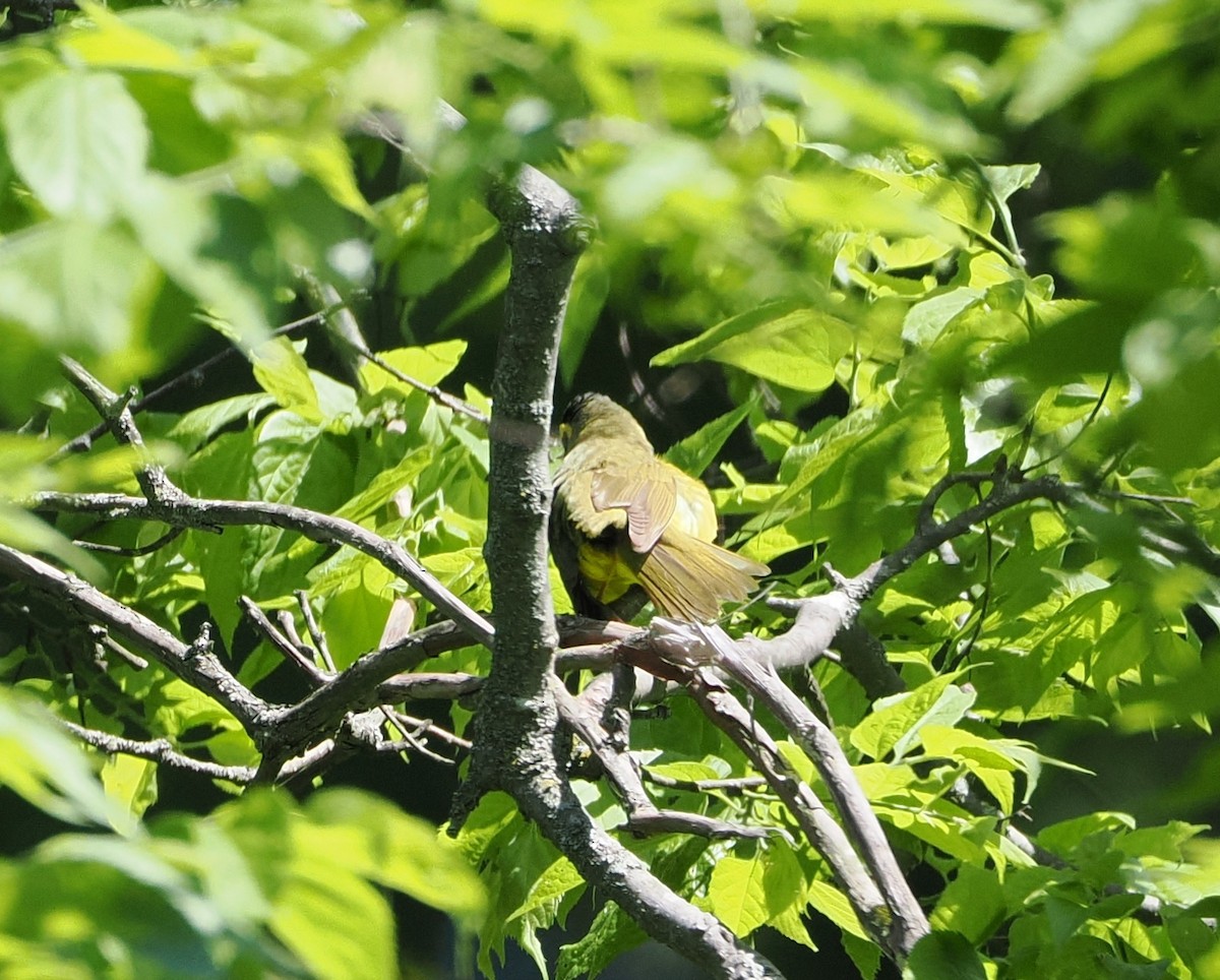 Kentucky Warbler - Evan Schumann