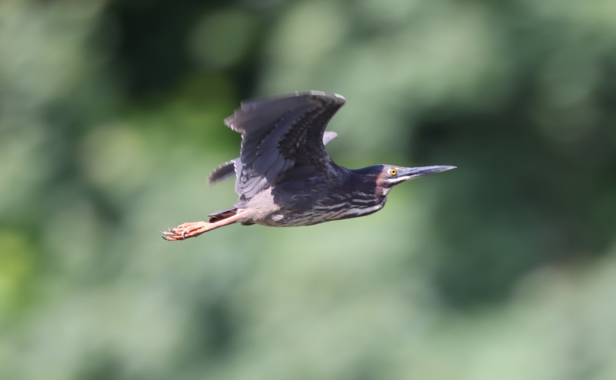 Green Heron - Rusty Trump